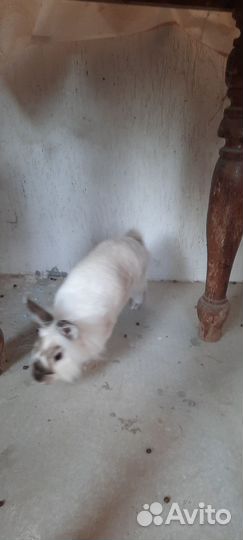 Декоративные кролики