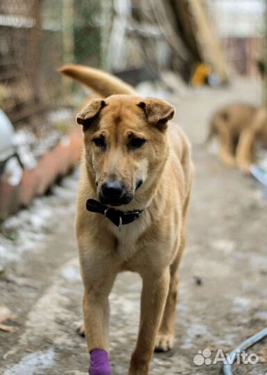 Мотя ищет дом