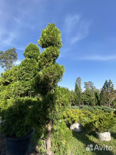 Саженцы Туи Брабант Чупа Чупс 65 см