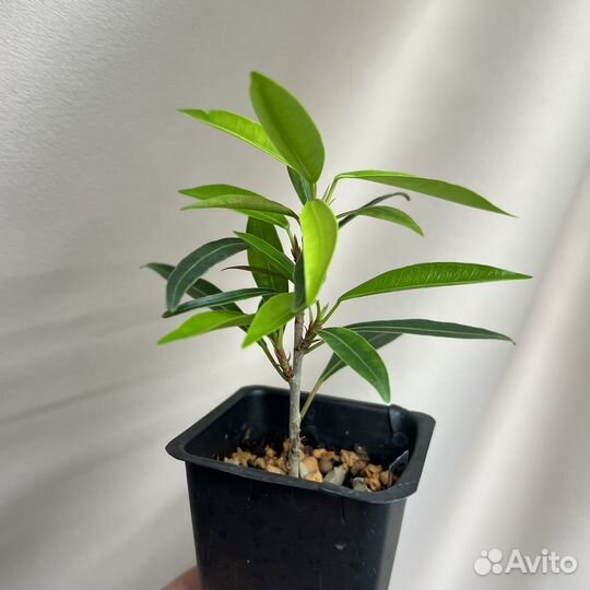 Фикус Neriifolia (нериифолия, саликария)