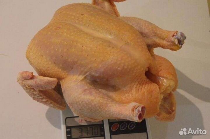 Куры бройлеры Кобб 500 на мясо