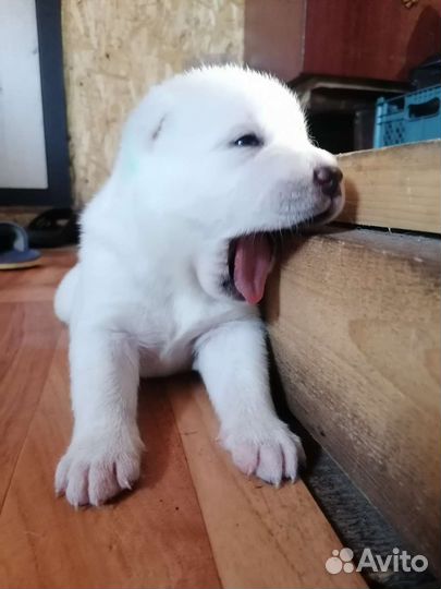 Щенки алабая