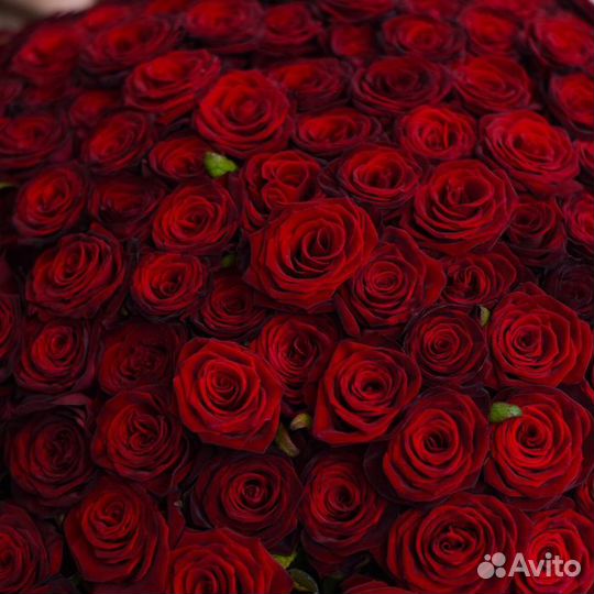 101 роза Эквадор premium