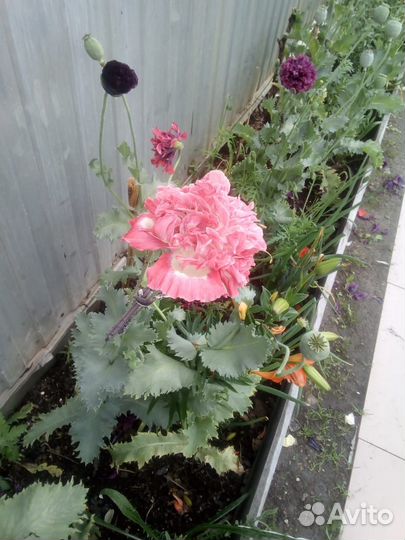 Семена мака пионовидного