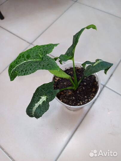 Сингониумы