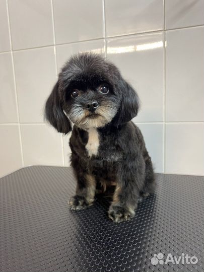 Стрижка собак, экспресс-линька. Грумер