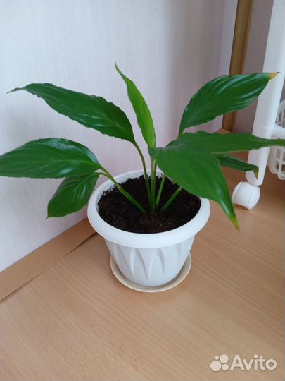 Гибискус Жасмин Клеродендрум