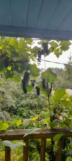 Участок 5,2 сот. (СНТ, ДНП)