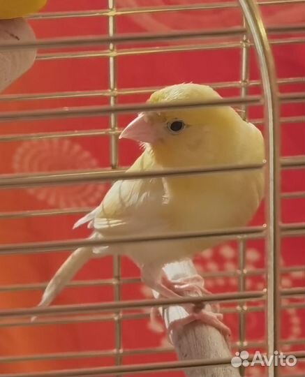 Продам кенора канарейку