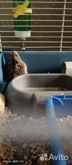 Джунгарский хомяк бесплатно