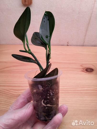 Эпипремнум Н - Джой, Дарк Форм