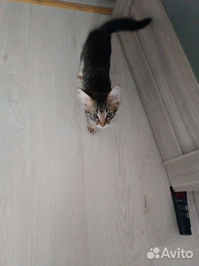 Котёнок в добрые руки, 2 месяца