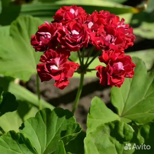 Пеларгония герань розебудная