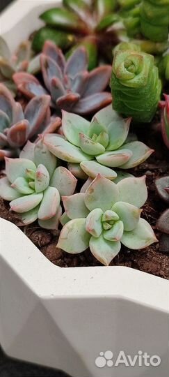 Флорариум из суккулентов. В наличии