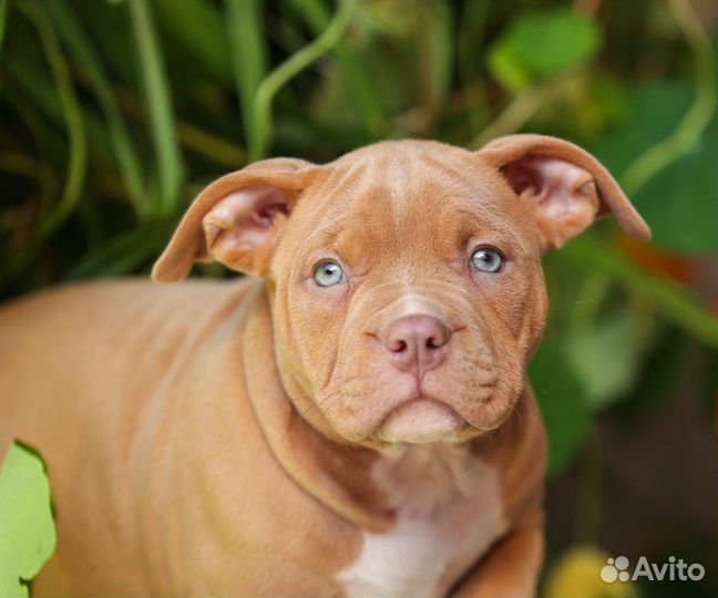 Американский булли девочки