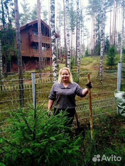 Ели саженцы в горшках