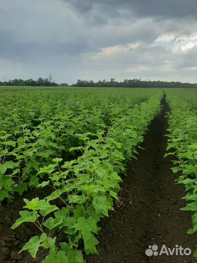 Кустарники ягодные