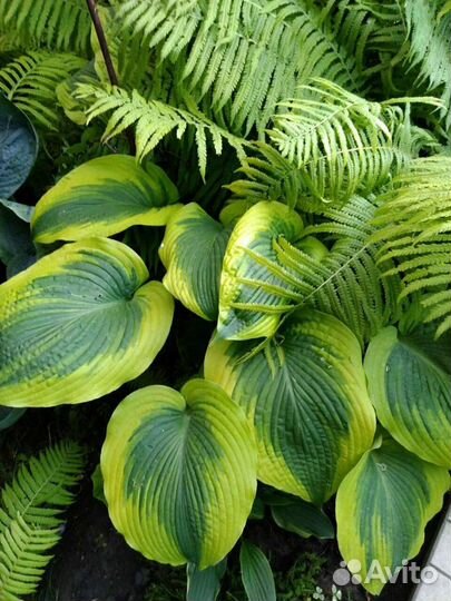 Крупные Хосты