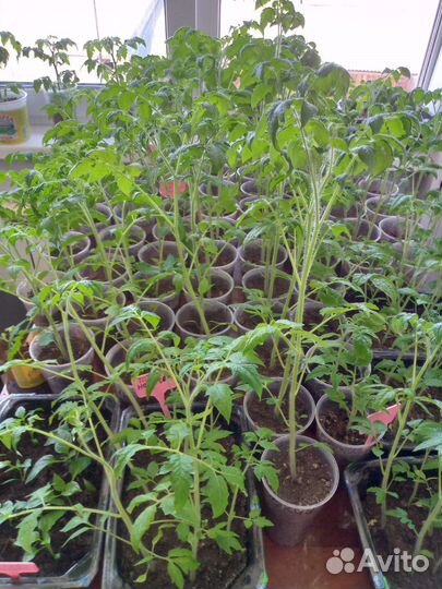 Рассада томатов