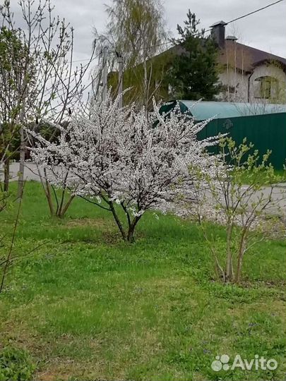 Декоративные кустарники