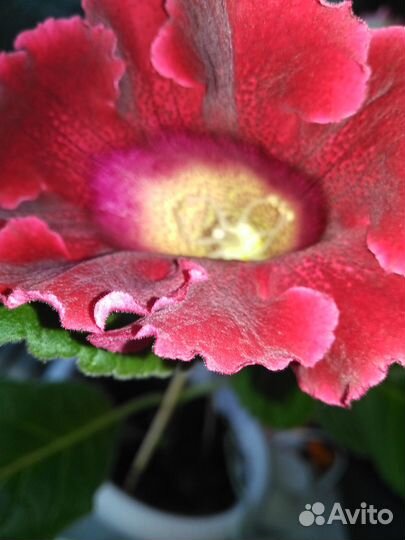 Глоксиния цветущая