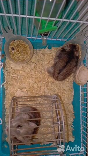 Джунгарские хомячки с клеткой и шаром