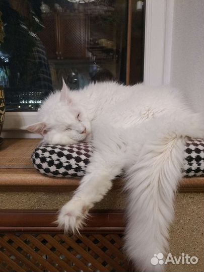 Шерсть кота для валяния. Белая