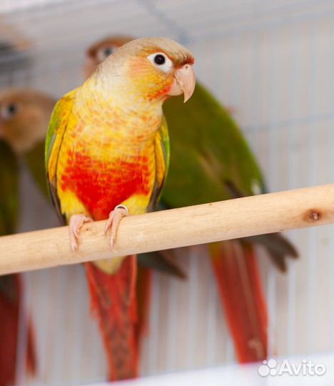 Пиррура Pineapple птенцы