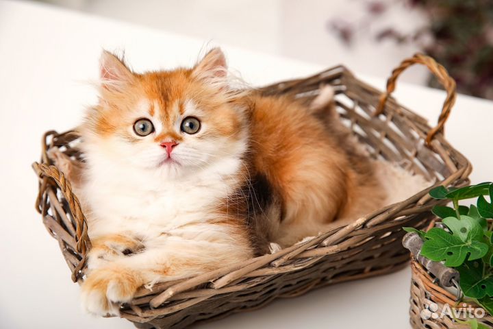 Британский золотой кот ny11