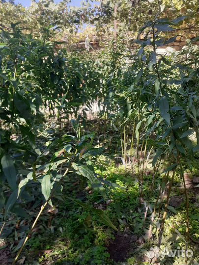 Персик(дичка)