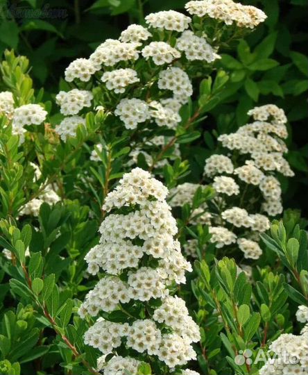 Спирея ниппонская