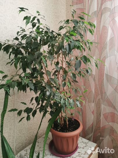 Фикус бенджамина