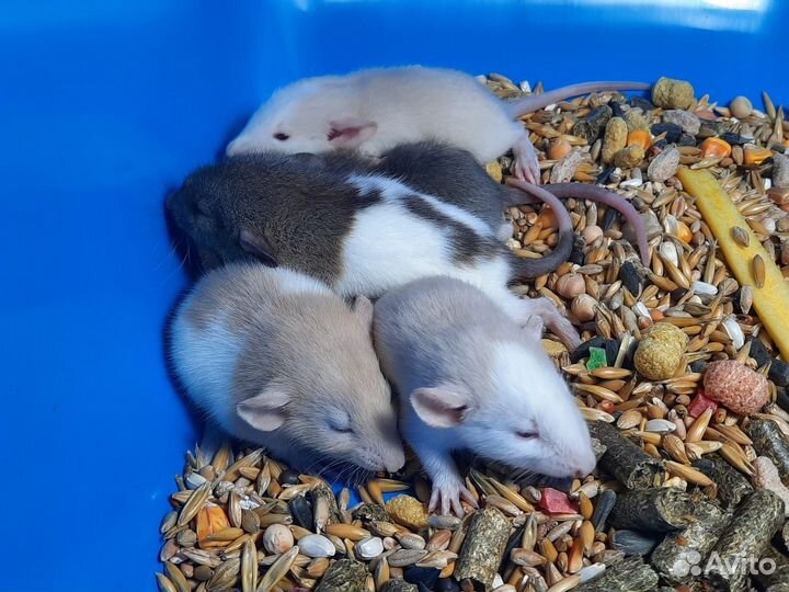 Крысы Dumbo. Крысята Дамбо. Питомник