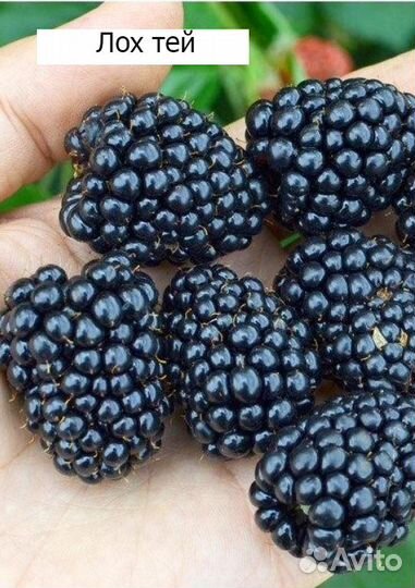 Саженцы ежевики