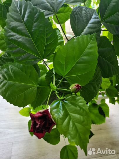 Продам комнатную розу