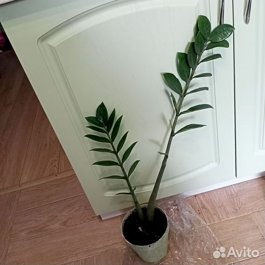 Замиокулькас