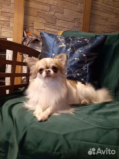 Чихуахуа для вязок