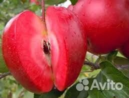 Яблоки красномясые