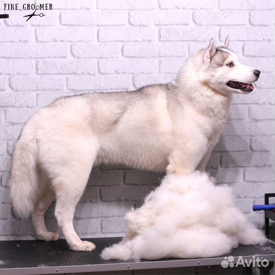 Груминг крупных пород собак / Экспресс-линька