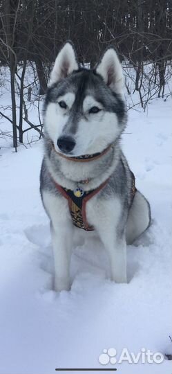 Шлейка ездовая для собаки