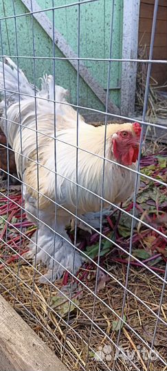 Петух Брама Изабелла