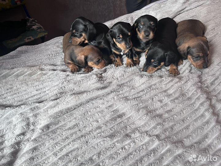 Щенки таксы