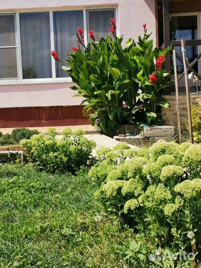 Очиток видный