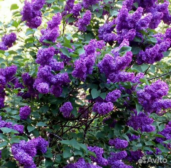 Сирень букет