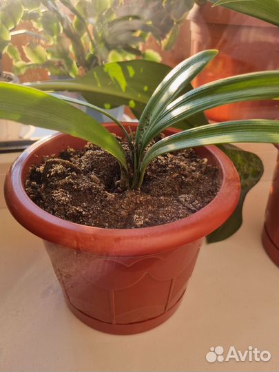 Комнатные цветы