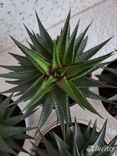 Хавортия цветы комнатные