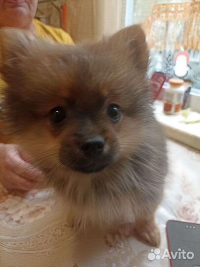 Малый немецкий шпиц щенки