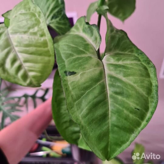 Филодендрон сингониум и другие растения