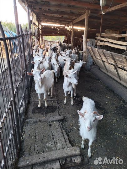 Дойные козы, козлята