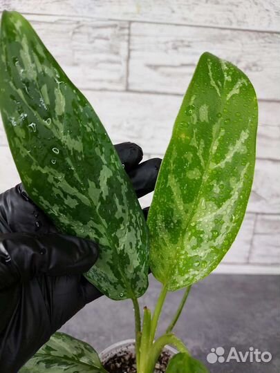 Аглаонема Green Lady